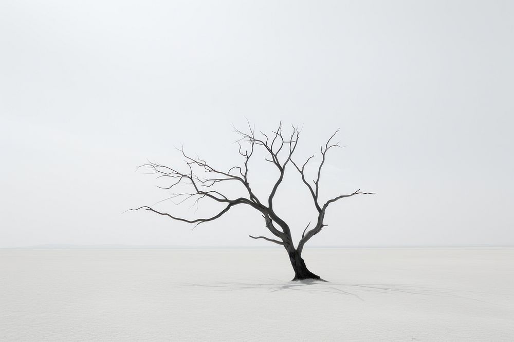 Dried tree plant tranquility monochrome.