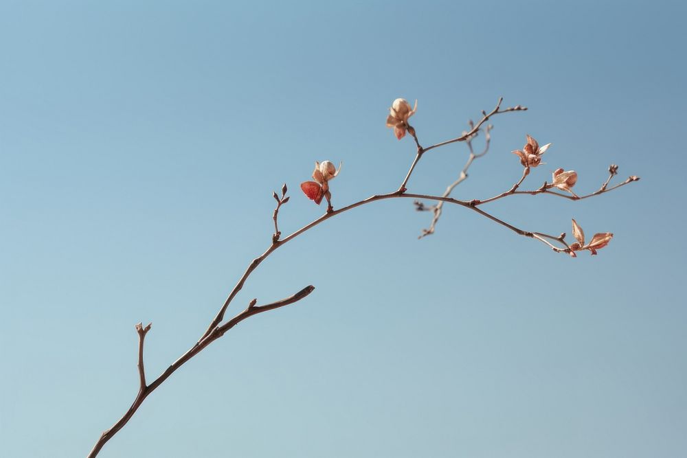 Flower sky outdoors blossom.