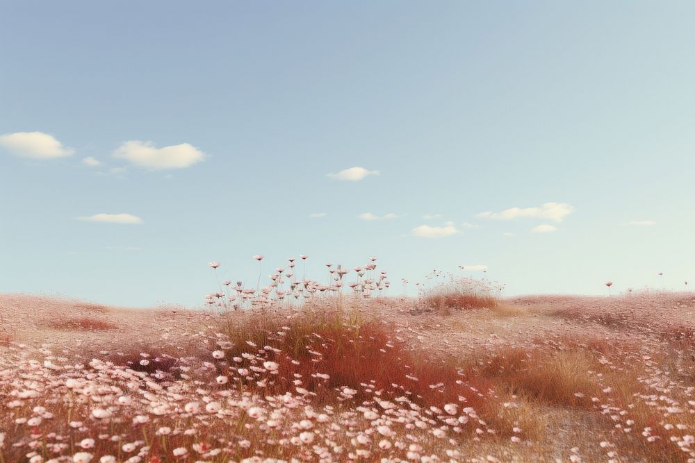 Flower field sky landscape grassland.