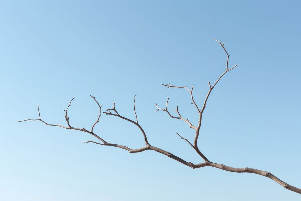 Tree twig sky outdoors nature.