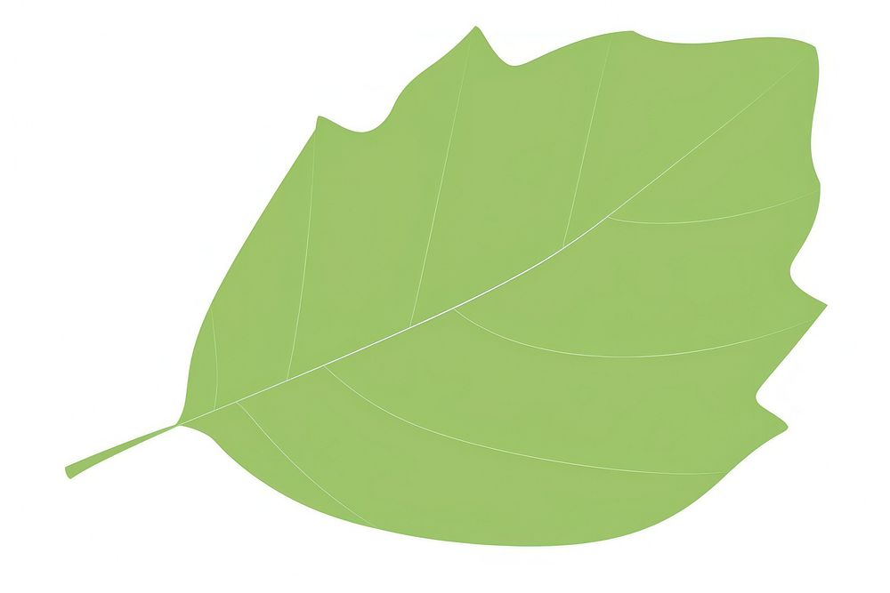 Illustration of a tree leaf border plant sycamore circle.