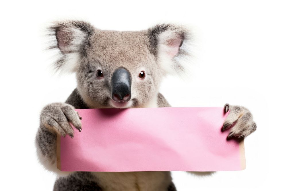 Koala holding pink sign wildlife kangaroo wallaby.