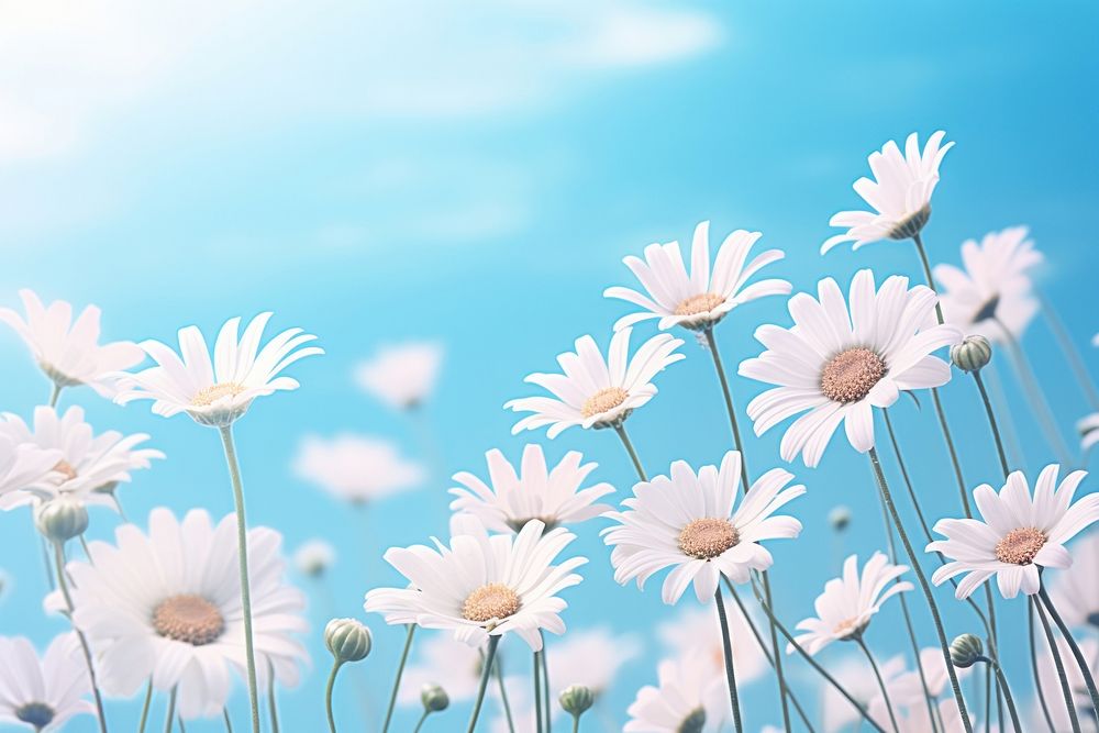 Daisy field background backgrounds outdoors blossom.
