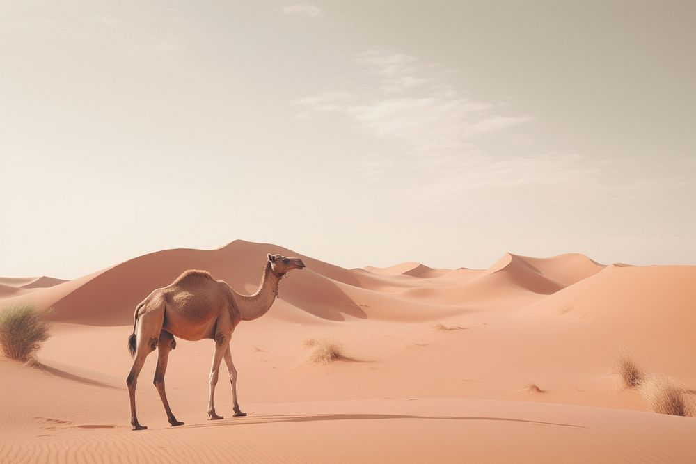 Camel in desert outdoors nature animal.