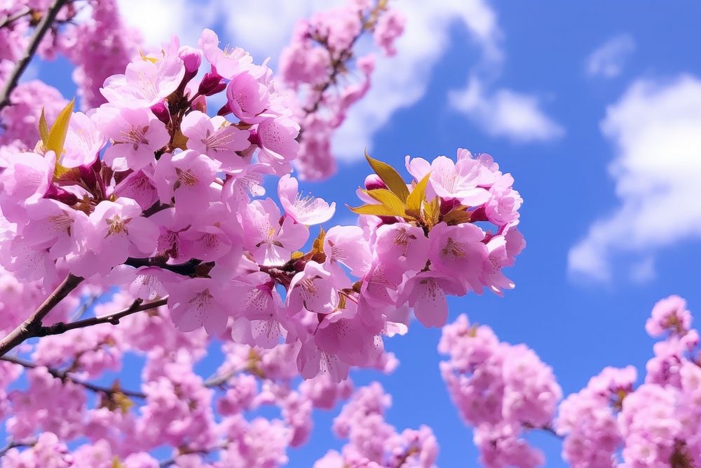 Hanok Charm outdoors blossom flower.