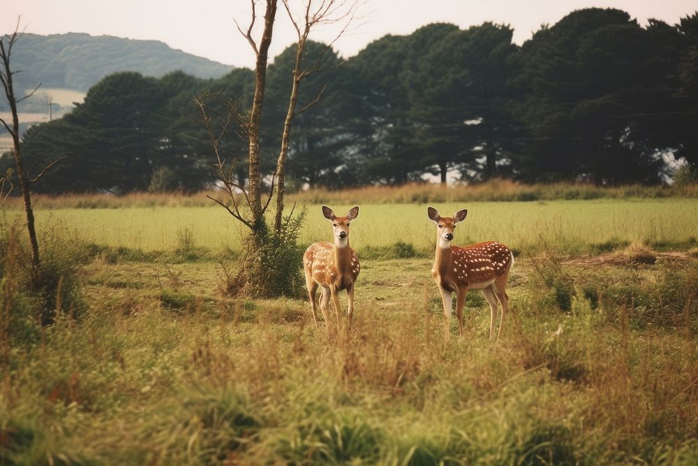 Deer countryside grassland wildlife. AI generated Image by rawpixel.