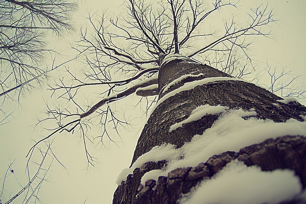 Birch Tree tree outdoors winter.