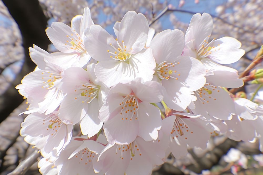 Cherry Tree blossom flower cherry.