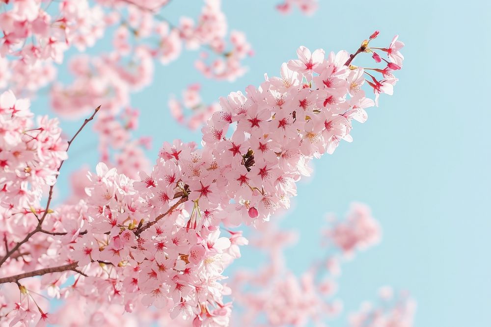 Cherry Tree outdoors blossom flower.