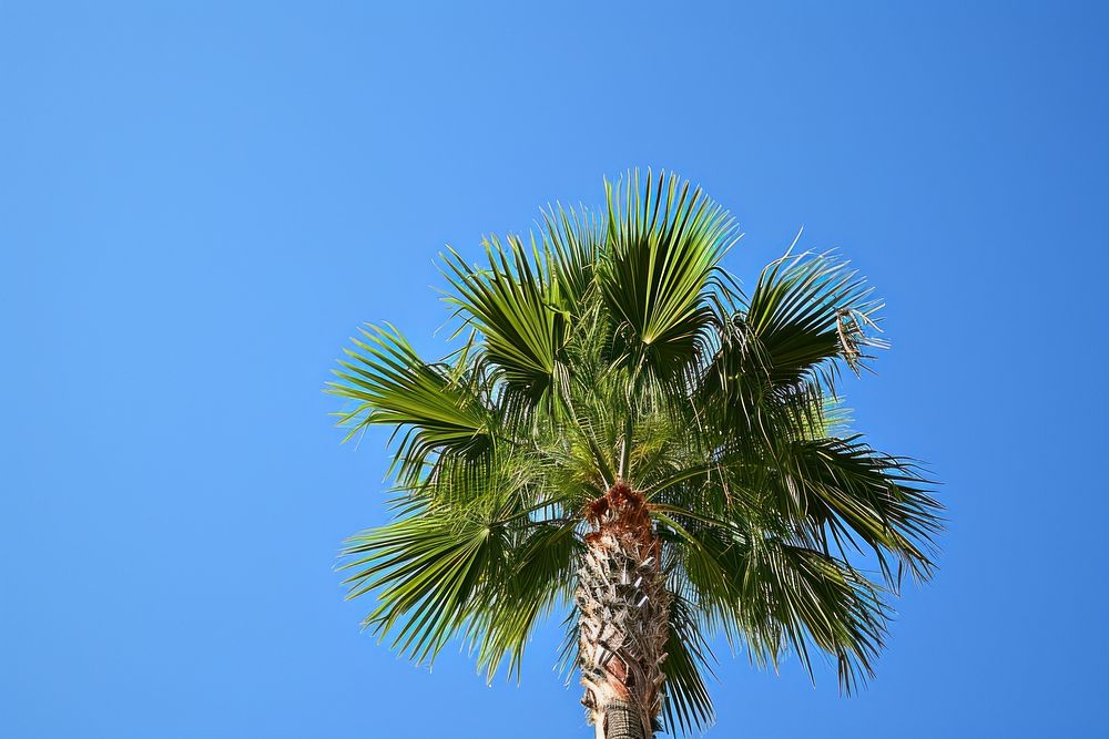 Palm Tree tree outdoors nature.