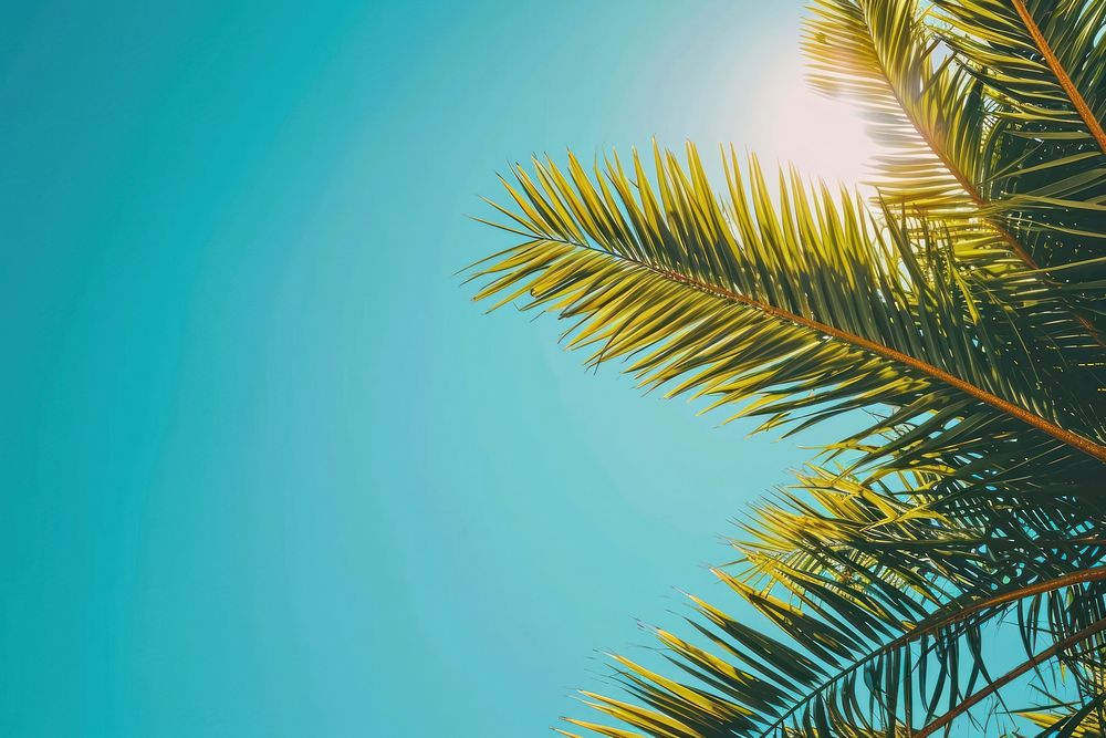 Palm Tree tree backgrounds sunlight.
