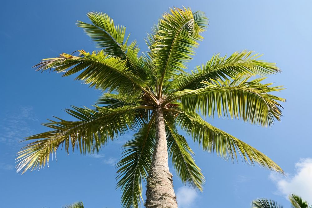 Palm Tree tree outdoors plant.
