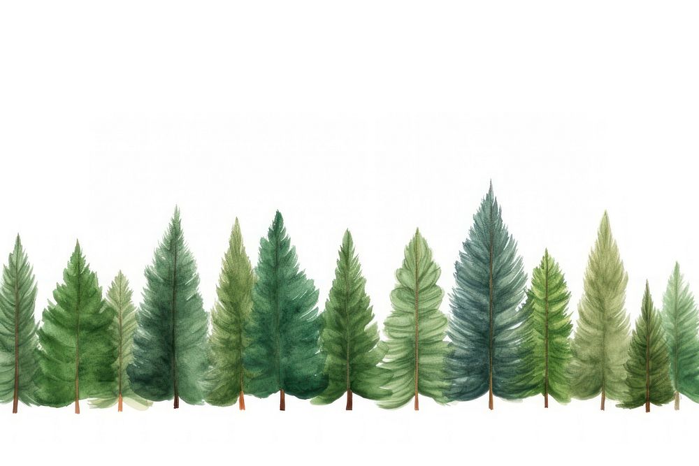 Pine trees plant leaf fir.
