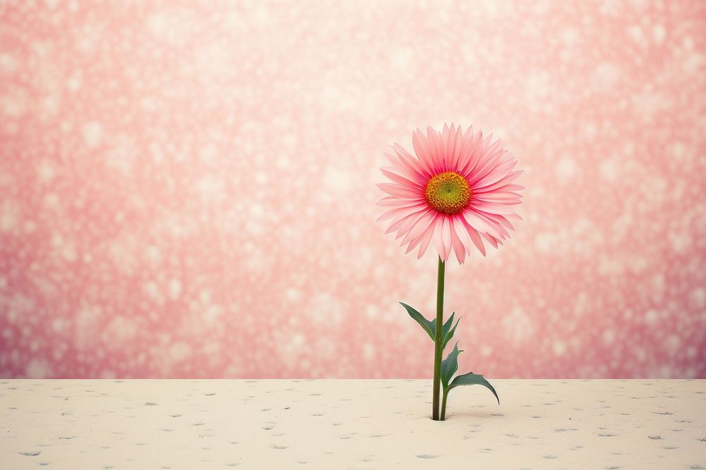 1 pink daisy wallpaper flower petal plant.