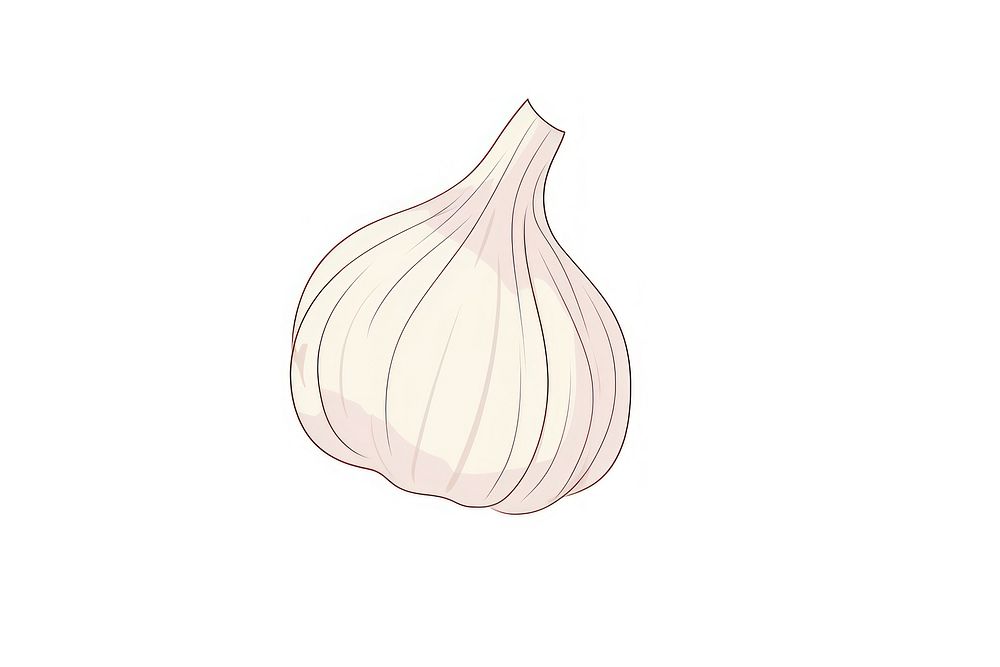 Garlic vegetable drawing food.