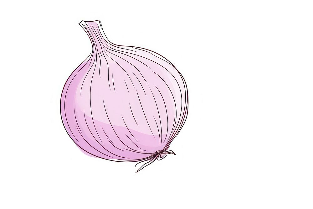 Onion vegetable shallot drawing.