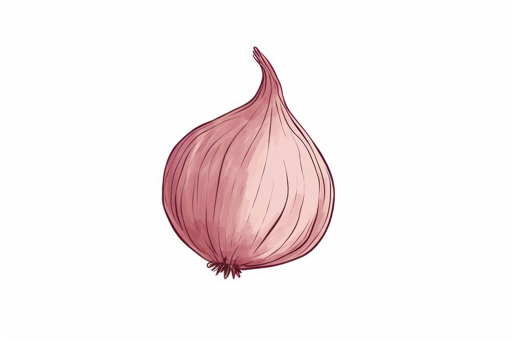 Onion shallot drawing plant.