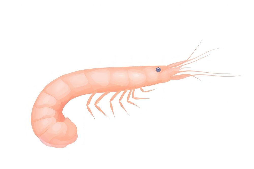 Shrimp seafood animal invertebrate.