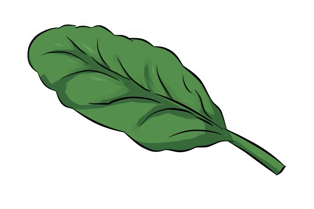 Spinach plant leaf vegetable.
