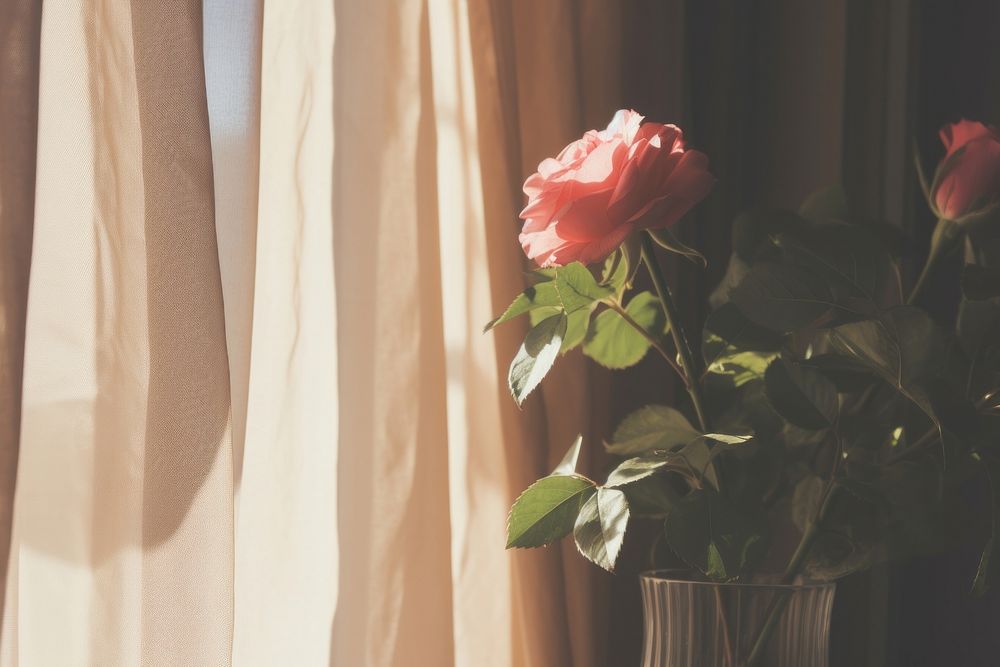 Rose in the vase by the window curtain flower petal.