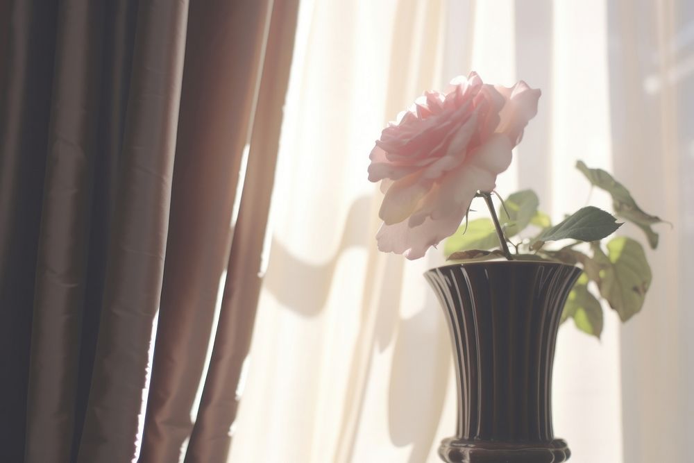 Rose in the vase by the window curtain flower plant.