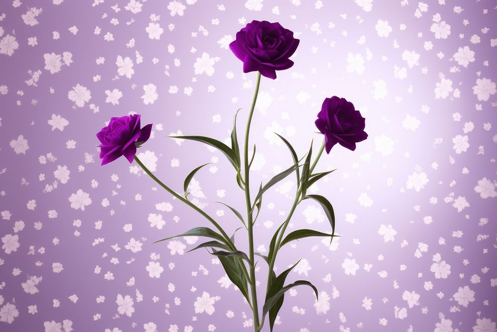 Cute flower purple wallpaper purple theme petal plant rose.