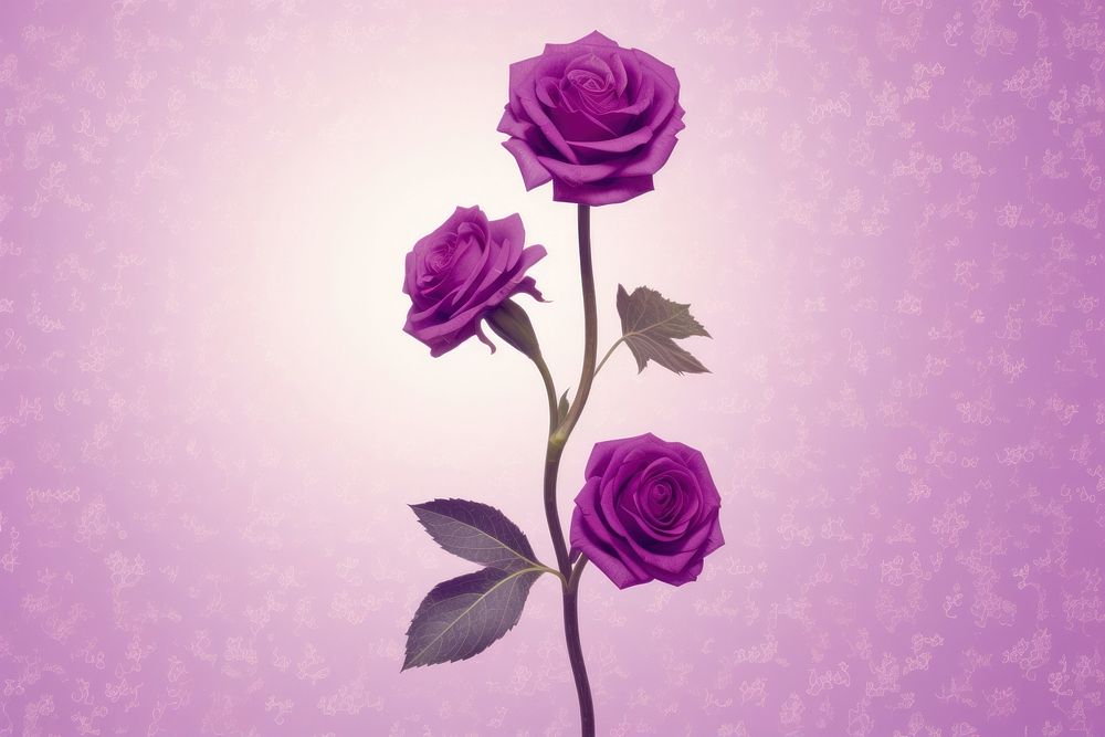 Cute flower purple wallpaper purple theme plant rose inflorescence.