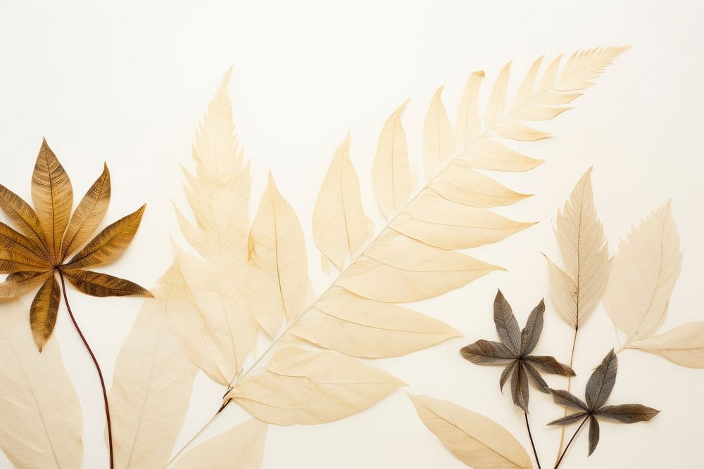 Real pressed tropical leaves plant leaf art.