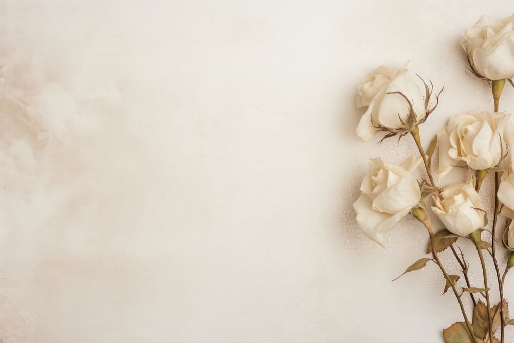 Real pressed white roses flower | Premium Photo - rawpixel