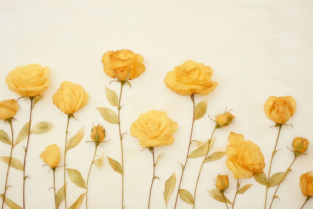 Real pressed yellow rose flowers backgrounds plant petal.