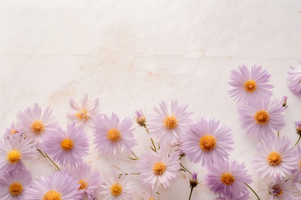 Real pressed aster flowers backgrounds outdoors nature.