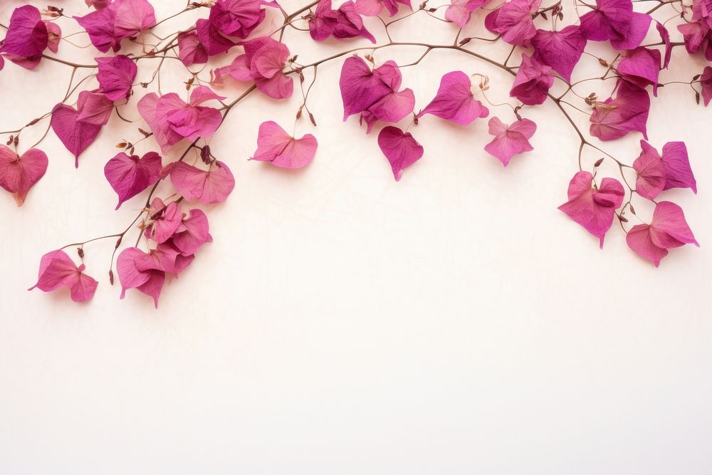 Real pressed bougainvillea flowers backgrounds petal plant.