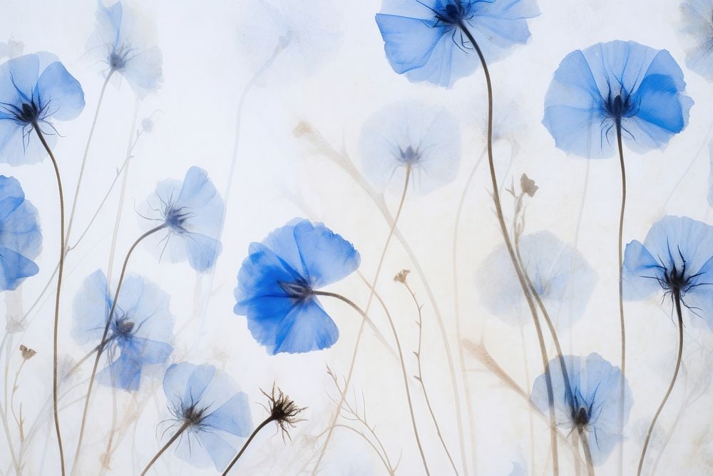 Real pressed blue flowers backgrounds nature petal.