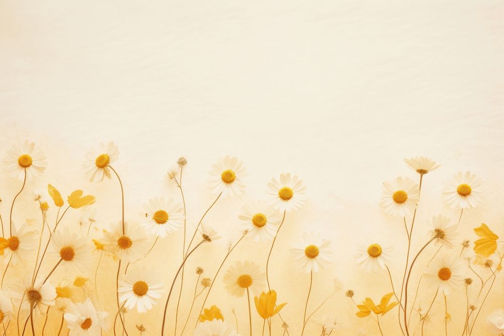 Real pressed chamomile flowers backgrounds outdoors pattern.