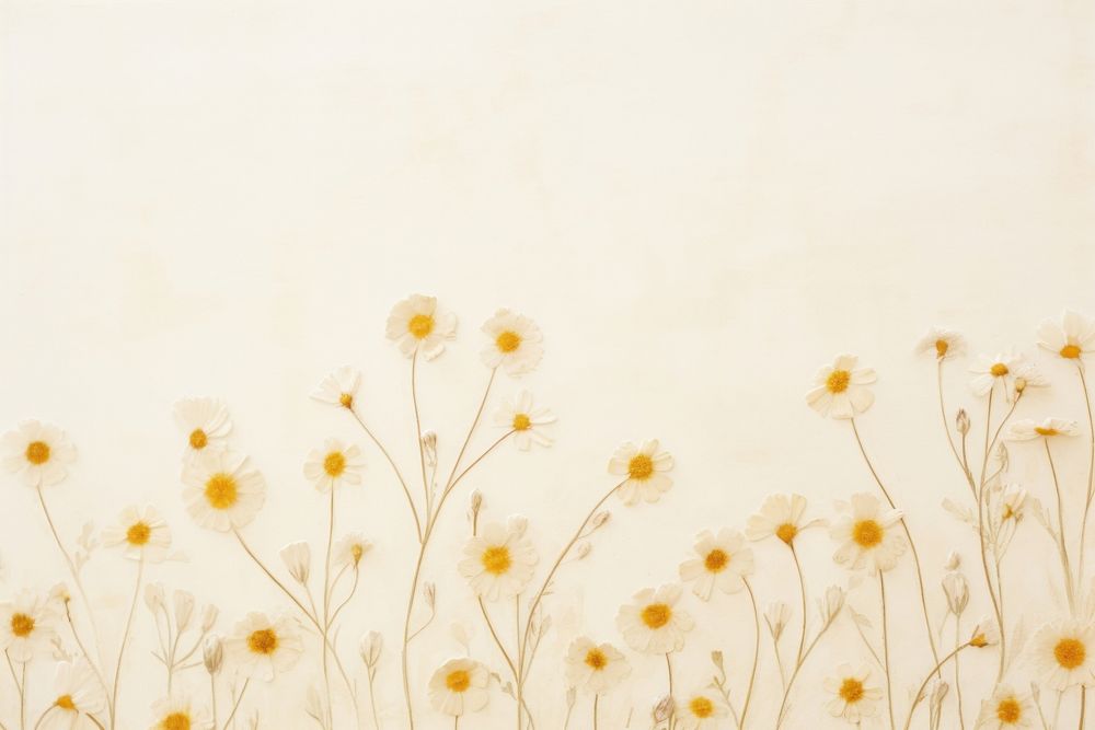 Real pressed chamomile flowers backgrounds pattern plant.