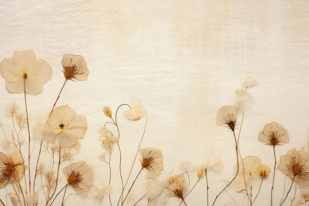 Real pressed cotton flowers backgrounds textured plant.