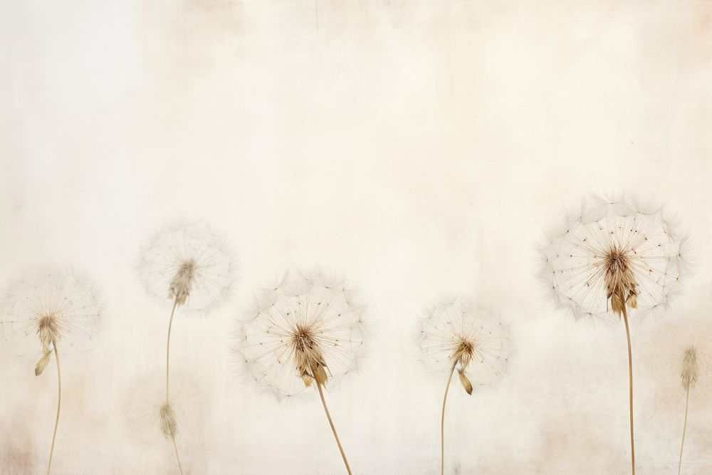 Real pressed dandelion flowers backgrounds plant inflorescence.