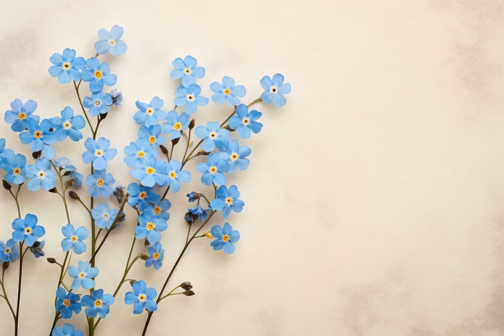 Real pressed forget me not flowers backgrounds blossom nature.