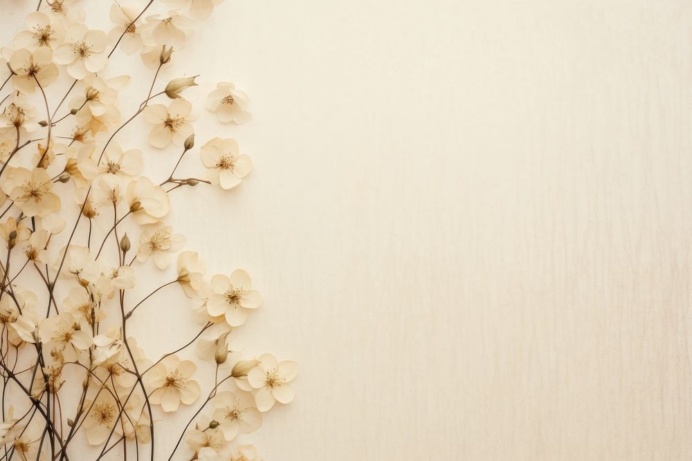 Real pressed jasmine flowers backgrounds textured plant.