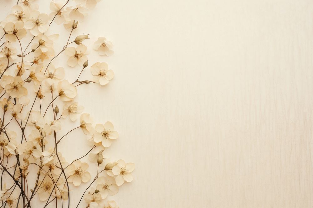 Real pressed jasmine flowers backgrounds Premium Photo rawpixel