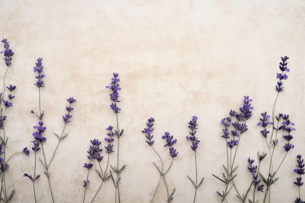 Real pressed lavender flowers backgrounds plant herb.