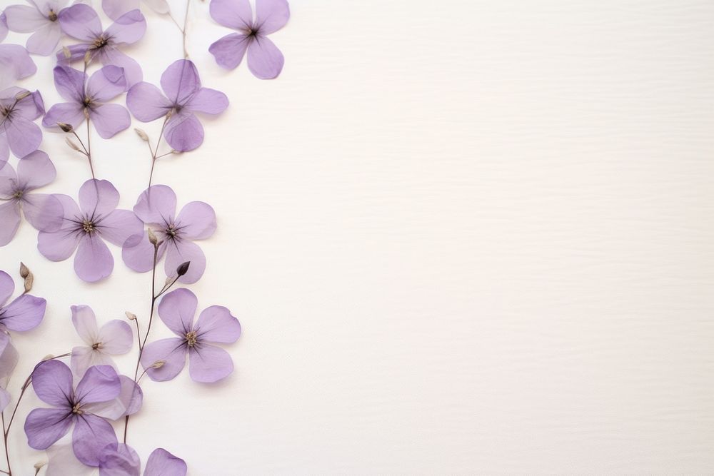Real pressed lilac flowers backgrounds purple petal.