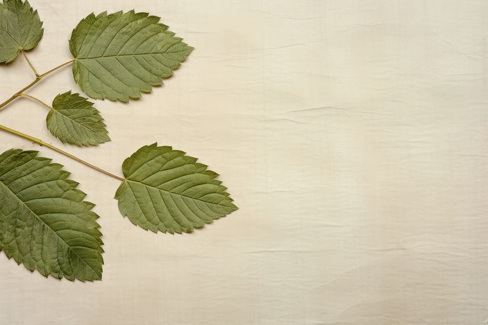 Real pressed mint leaves backgrounds textured plant.