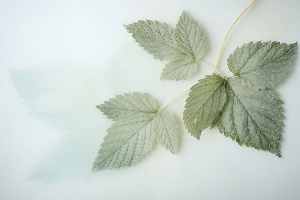 Real pressed mint leaves herbs plant leaf.
