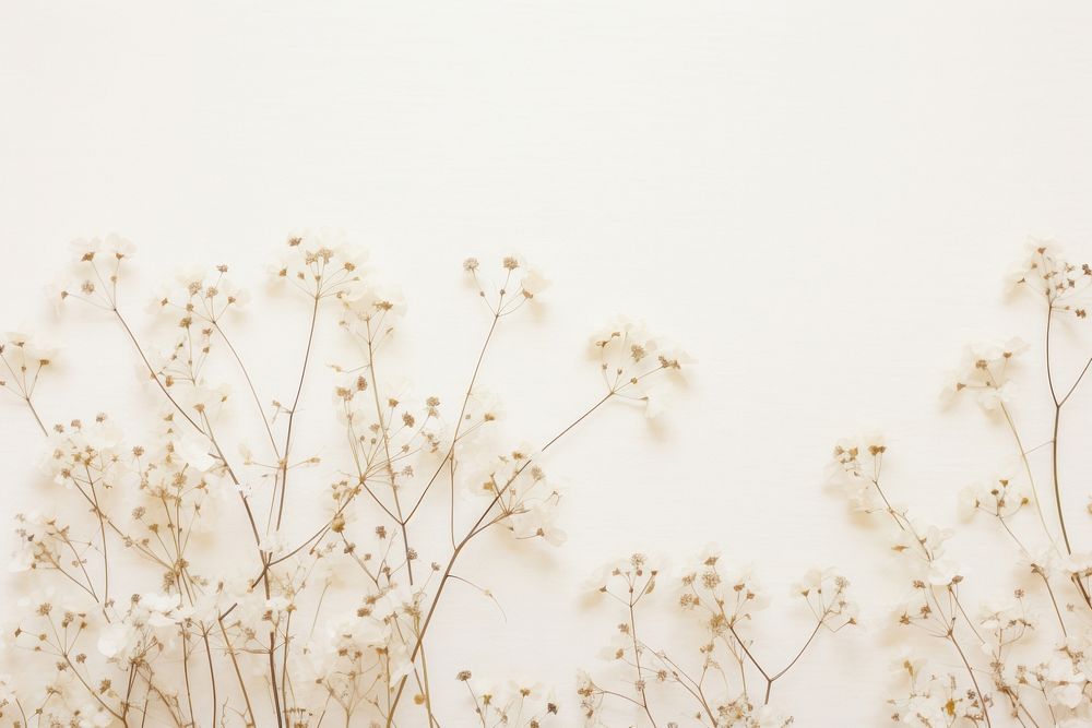 Real pressed morning gypsophila flowers backgrounds plant wall.