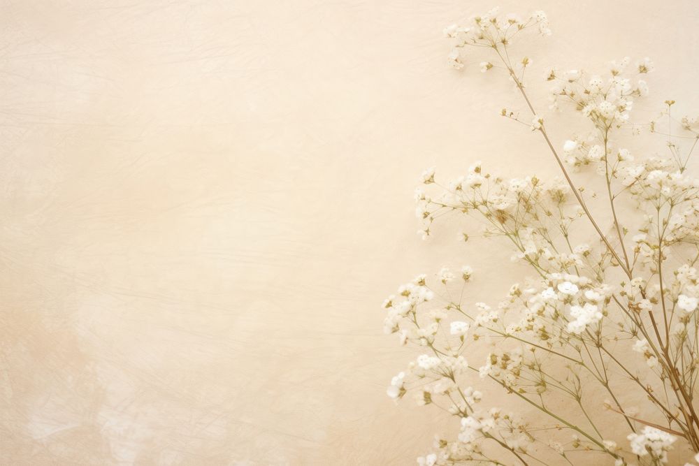 Real pressed morning gypsophila flowers backgrounds textured plant.