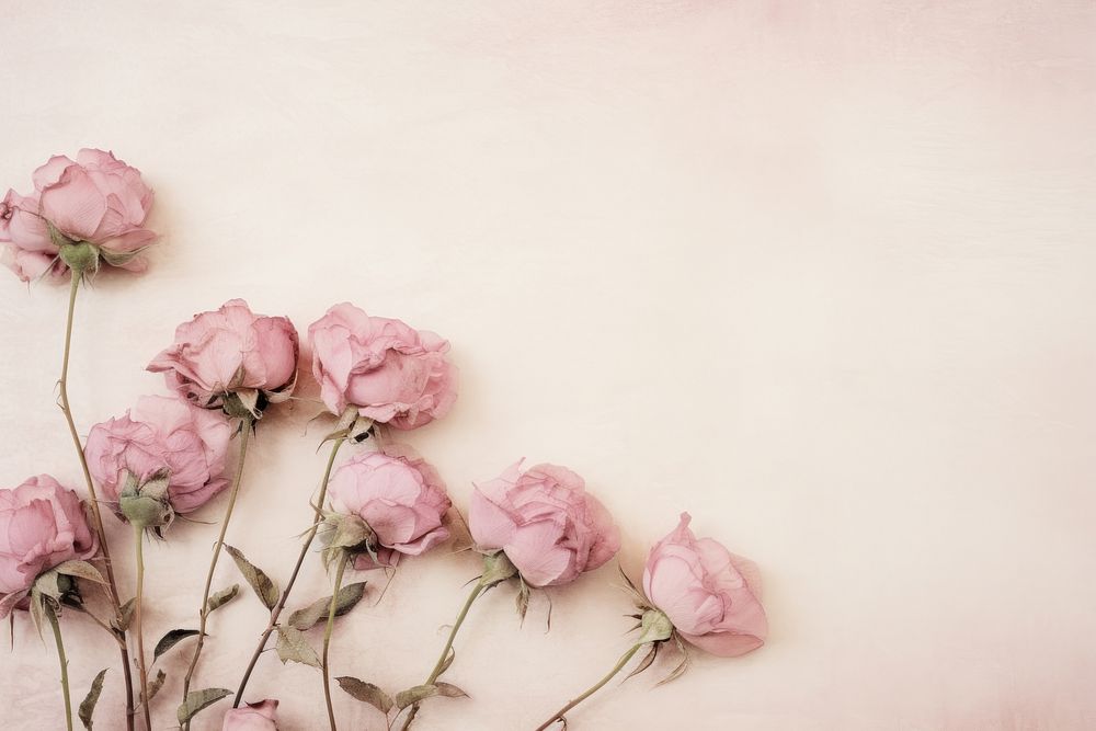 Real pressed pink roses flower backgrounds petal.