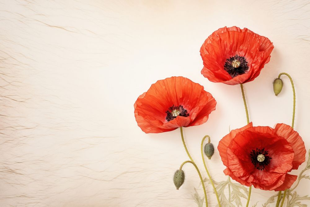 Real pressed poppy flowers plant red inflorescence.