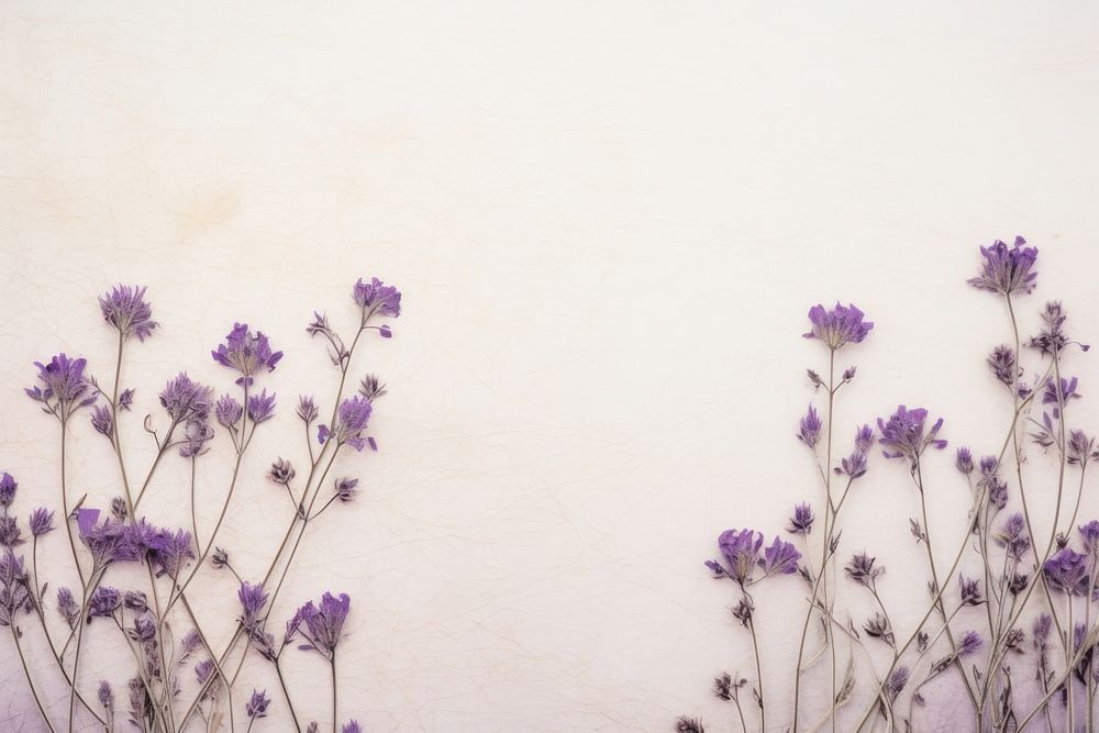 Real pressed purple flowers backgrounds lavender blossom.