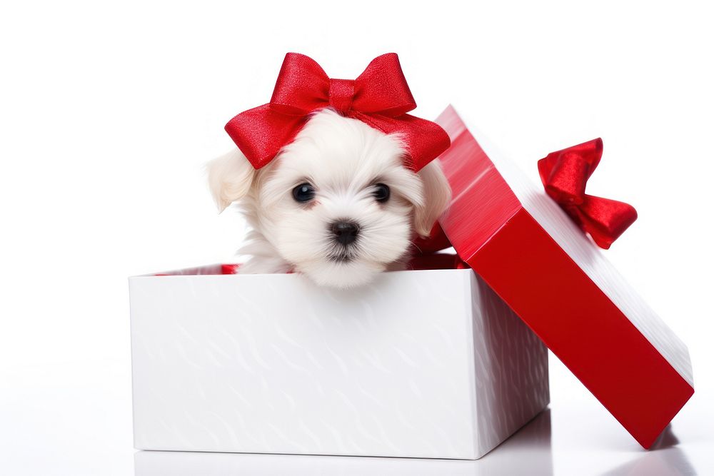 Giftbox puppy mammal animal.